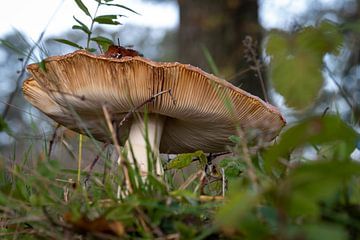 Mushroom by Maarten van Loon