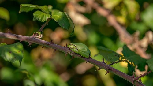 Grenouille arboricole dans un buisson de mûres