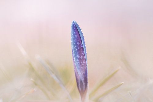 Krokus met dauw
