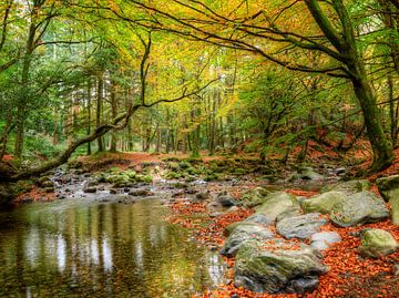 tullymore forest 2 by grossberger.photo