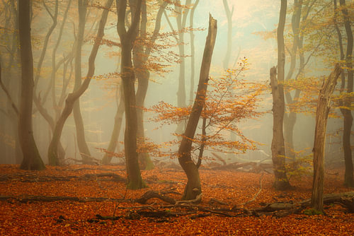 Nebel im Speulderbos – warme Herbstfarben auf der Veluwe