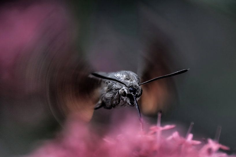 Taubenschwänzchen by Christine Nöhmeier