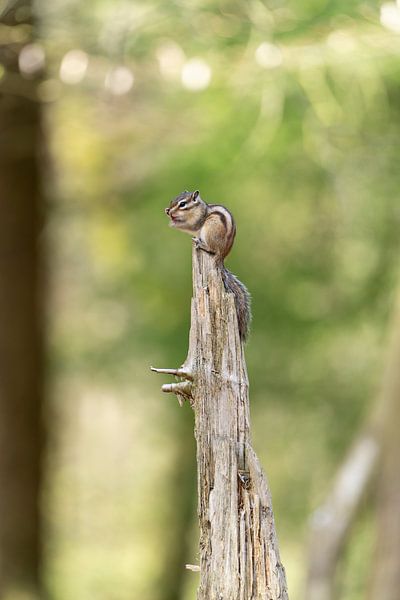 Siberian chipmunk (Eutamias sibiricus) in a forest on a tree by Leoniek van der Vliet