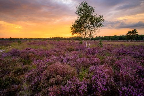 Purple moors