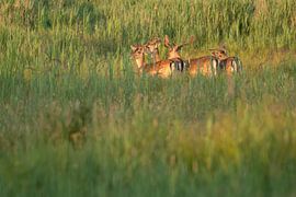 Fallow deer by Elles Rijsdijk