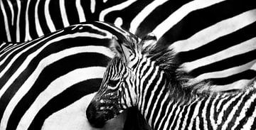 Young zebra at herd in black and white by Migiel Francissen