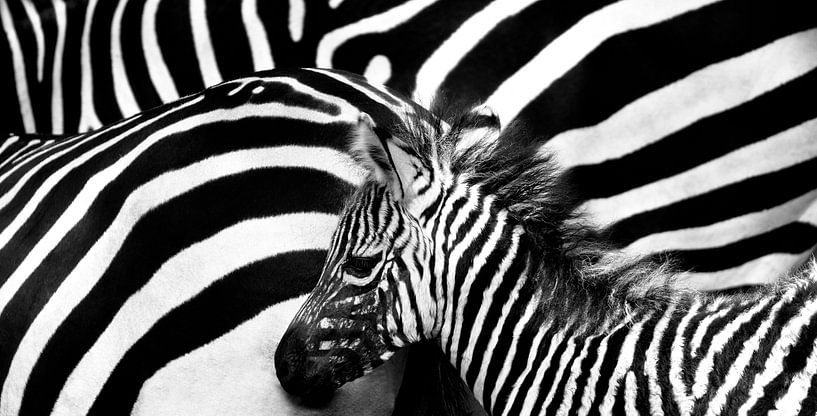 Young zebra at herd in black and white by Migiel Francissen