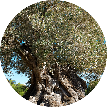 Oude olijfboom in Spanje van Peter Schütte