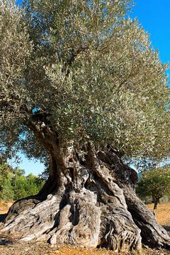 Un olivier ancien en Espagne sur Peter Schütte