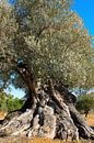 Oude olijfboom in Spanje van Peter Schütte thumbnail