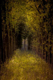 Wald, Natur, ICM, abstrakt, Kunstfotografie, Bäume, Bewegung, Stille, Grün, verträumt, Landschaft, Atmosphäre von SR Blaauw