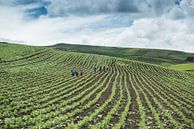 In the fields van Kevin Van Haesendonck thumbnail