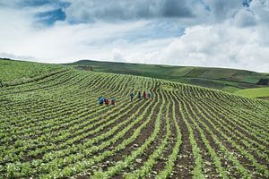 In the fields sur Kevin Van Haesendonck