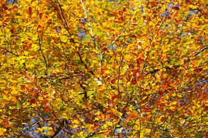 Bunt verfärbtes Herbstlaub an an einer Buche