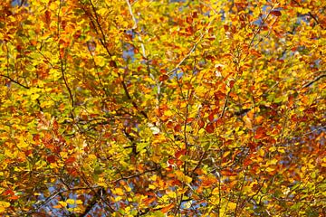 Feuilles d'automne colorées sur un hêtre