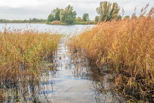 Doorkijkje tussen vergeelde rietplanten