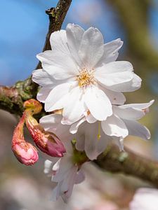 Winterkirsche (Prunus subhirtella)