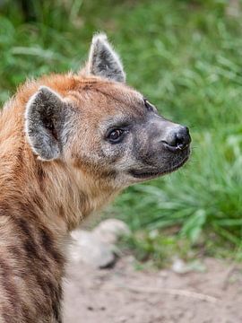 Gevlekte Hyena : DIergaarde Blijdorp van Loek Lobel