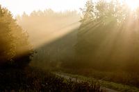 Sunbeams