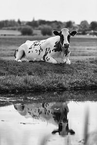 Dutch Cow by Rob van der Teen