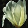 Weiße Tulpe von Hans Heemsbergen