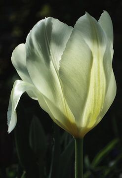Witte tulp van Hans Heemsbergen