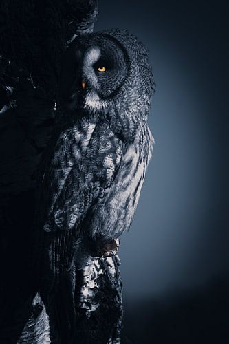 Lappland-Eule schaut weg von Angelique Morees