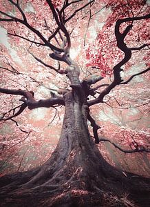 The blossomed witch