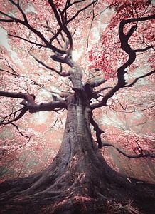 The blossomed witch van Rob Visser