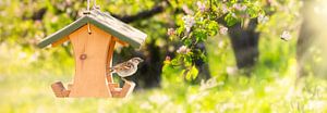 Der Sperling im sonnigen blühenden Obstgarten