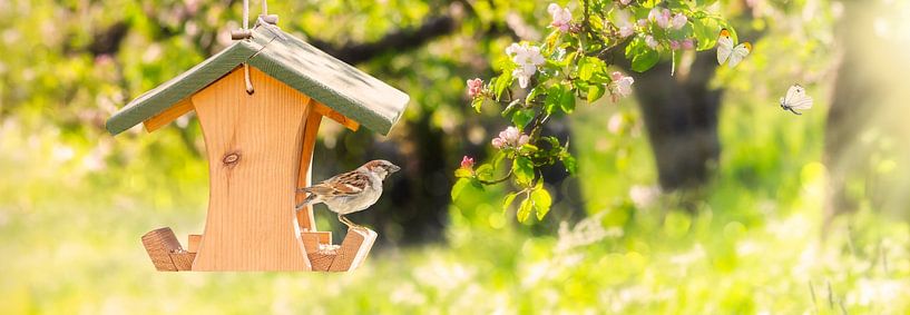 Der Sperling im sonnigen blühenden Obstgarten von Martin Bergsma