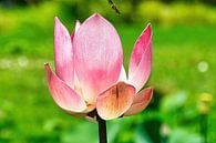 Lotus Sacré/Lotus Indien par Eduard Lamping Aperçu
