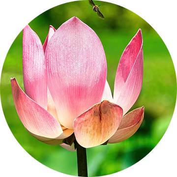 Heilige Lotus/Indische Lotus van Eduard Lamping