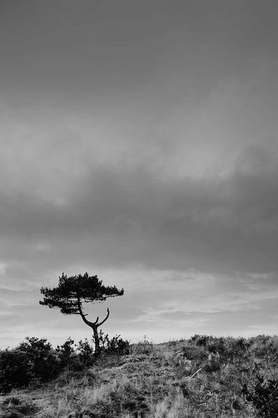 Boompje van Hee, Terschelling von Danielle Bosschaart