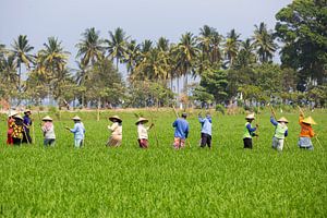 Werken in de rijstvelden op Lombok van Willem Vernes