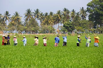 Working in the rice fields on Lombok by Willem Vernes