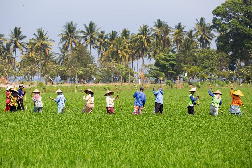 Travail dans les rizières de Lombok par Willem Vernes