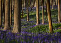 Wild wood hyacinths in fairy Haller forest