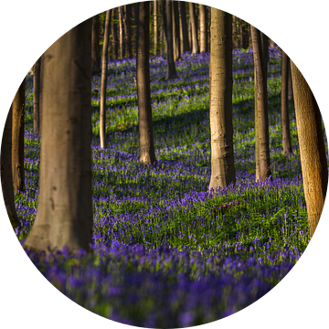 Wilde boshyacinten in het feeërieke Hallerbos