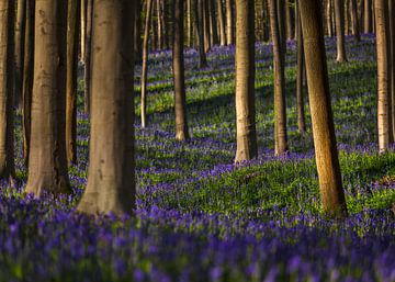Wild wood hyacinths in fairy Haller forest by Glenn Vanderbeke