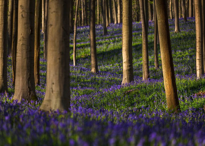 Jacinthes des bois sauvages dans la forêt féerique de Haller par Glenn Vanderbeke