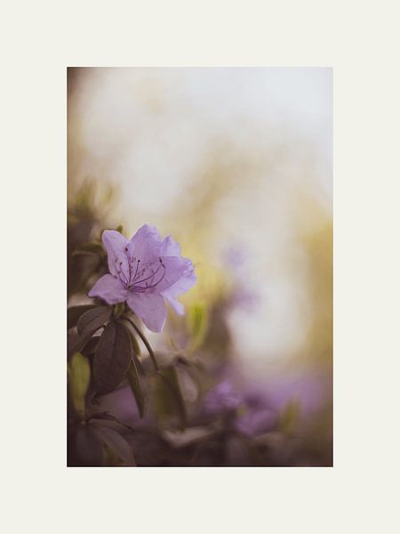 Zarte Blumen von @Unique