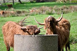 Horns with attitude by BtBclicks