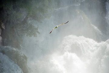 vogel zweeft door het geweld van de waterval van krka (Kroatië) van wil spijker