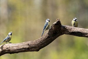 Drei kleine Blaumeisen sitzen auf einem Ast
