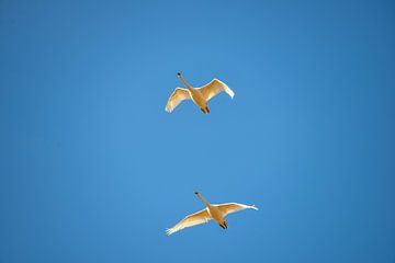 Swans in full flight by Shutter Dreams
