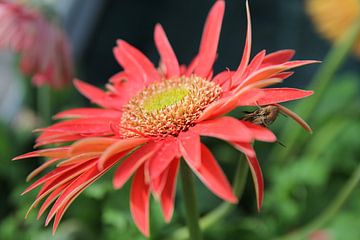 Le gerbera rouge sur Cornelis (Cees) Cornelissen