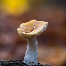 Autumn Symphony in Silence by Rick Goede