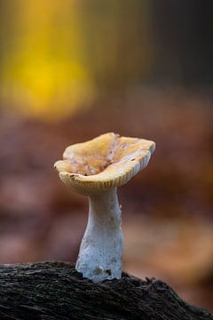 Herbstsinfonie in der Stille von Rick Goede