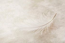 Zarte Schönheit einer Feder von Poster Art Shop